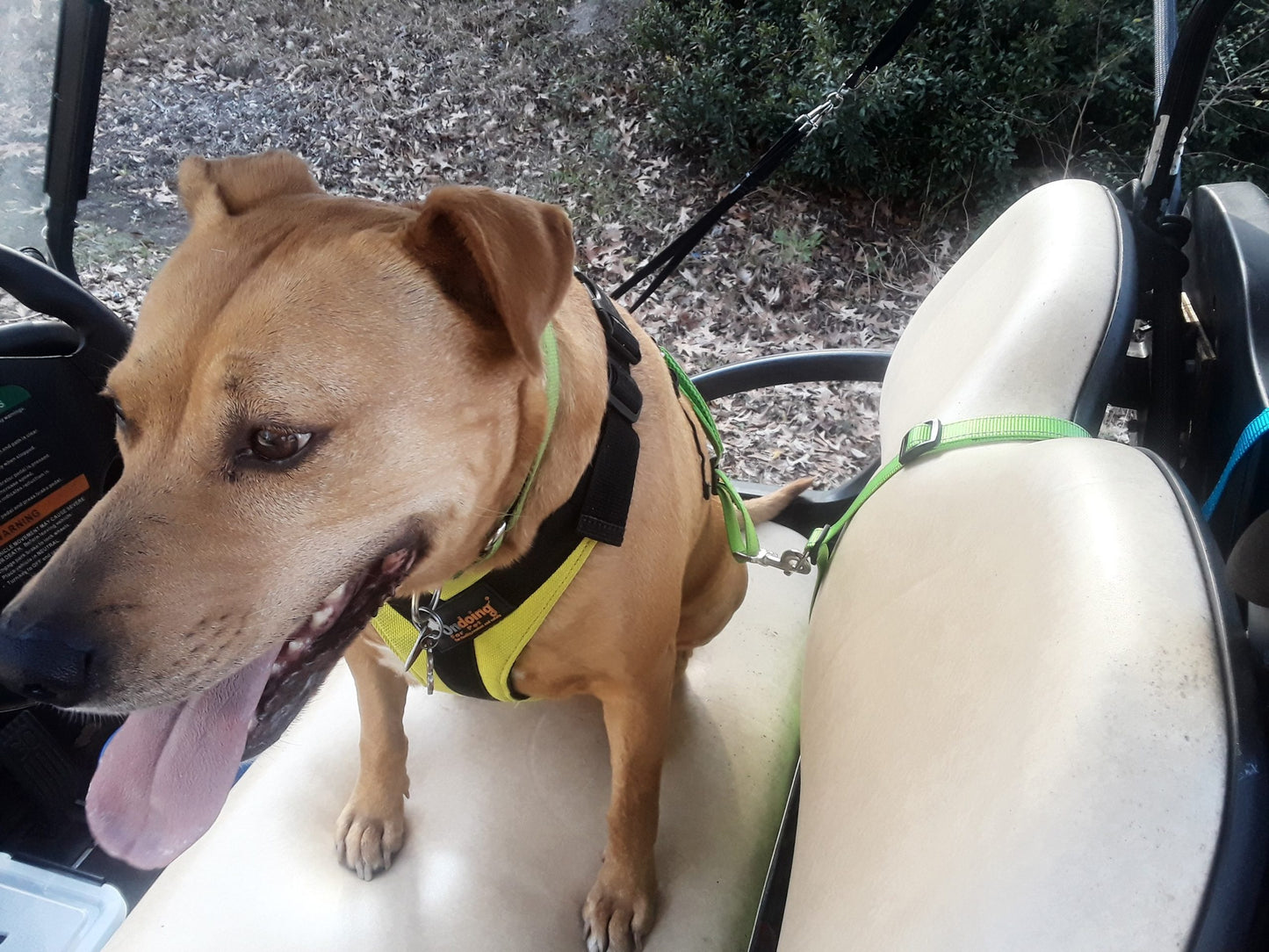 K9 CoPilot® Safety Belt w/ Detachable Tether image 3