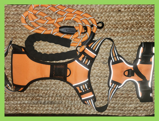 Harness + Leash - Orange