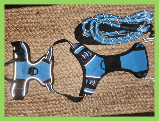 Harness + Leash - Blue