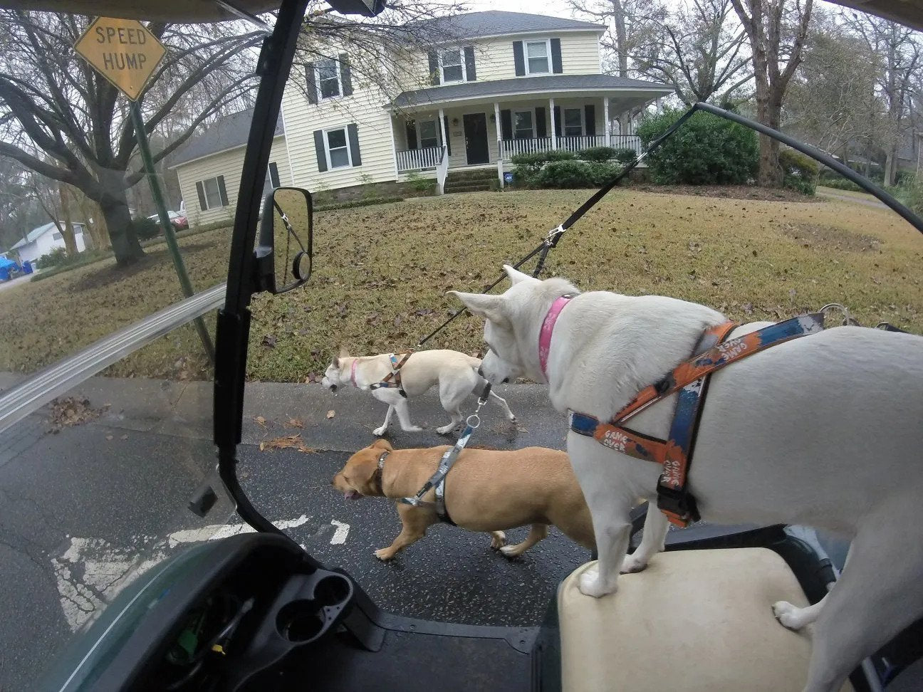 K9Caddy® 3 Way Safety Dog Leash System image 4