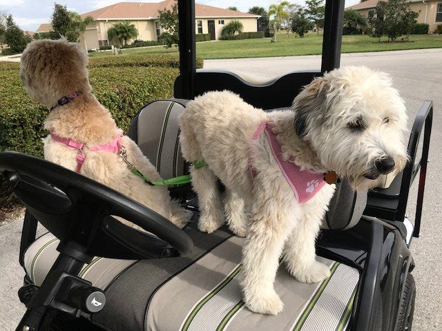 K9 CoPilot® Safety Belt w/ Detachable Tether image 1