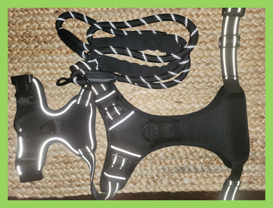Harness + Leash - Black