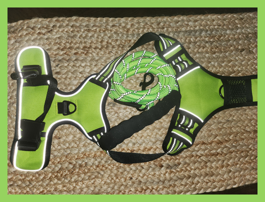 Harness + Leash - Green