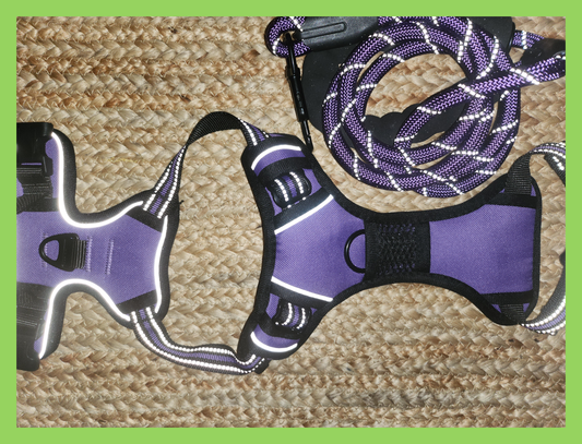 Harness + Leash - Purple