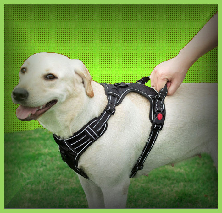 Harness + Leash - Red